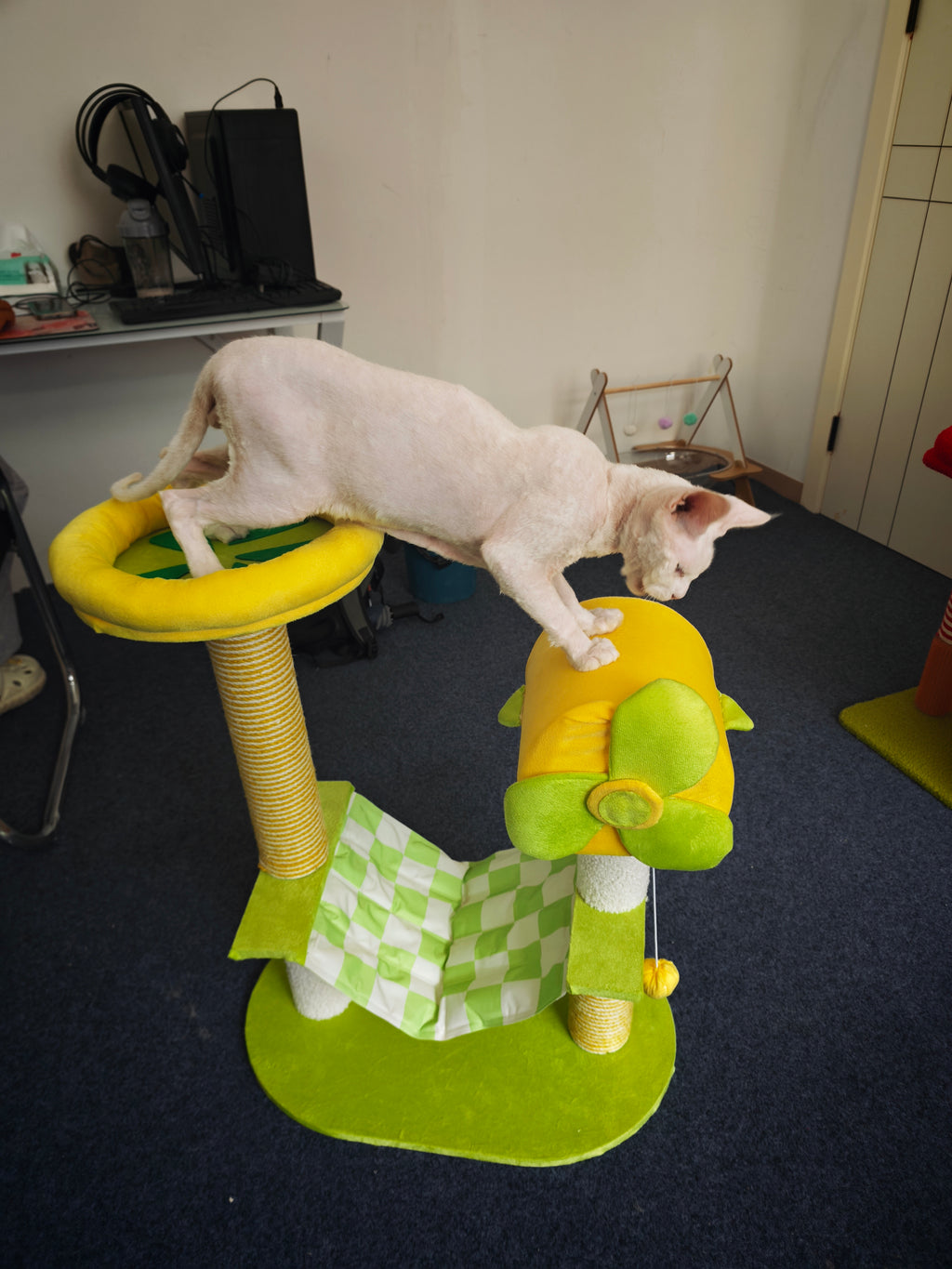 White Devon Rex cat on green and yellow cat tree with sisal post and elephant toy